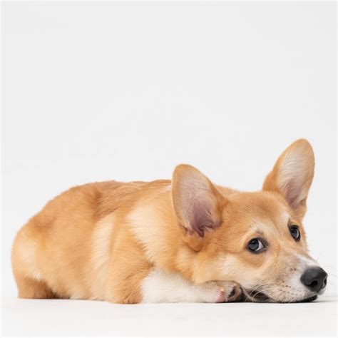 Are Puppies Safe After First Parvo Shot