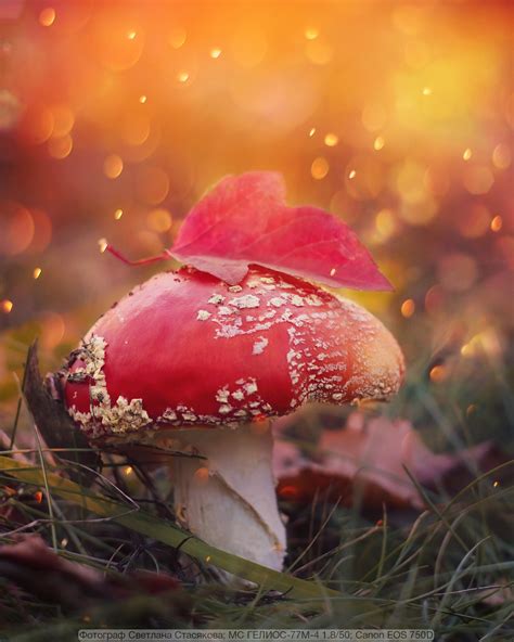 Magic on Helios-77m-4 por Svetlana Stasyakova | Feliz