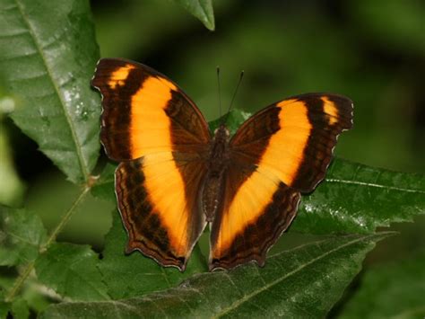 Yoma sabina - Australian Butterflies