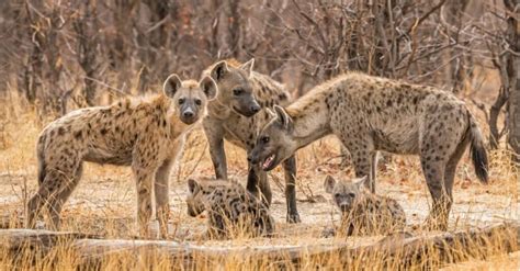 10 Incredible Hyena Facts - WikiPoint - Wiki Point