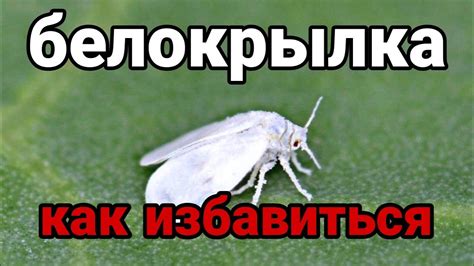 Как избавиться от белокрылки в теплице и в открытом грунте - YouTube