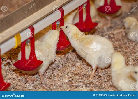 young chicks   barn   poultry farm stock photo image  animal
