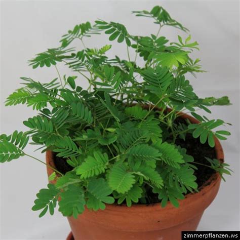 Mimosa pudica (Mimose)