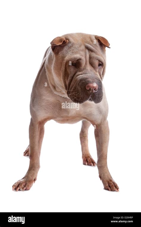 shar pei dog Stock Photo - Alamy