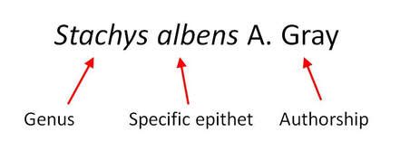 digitization faq  page