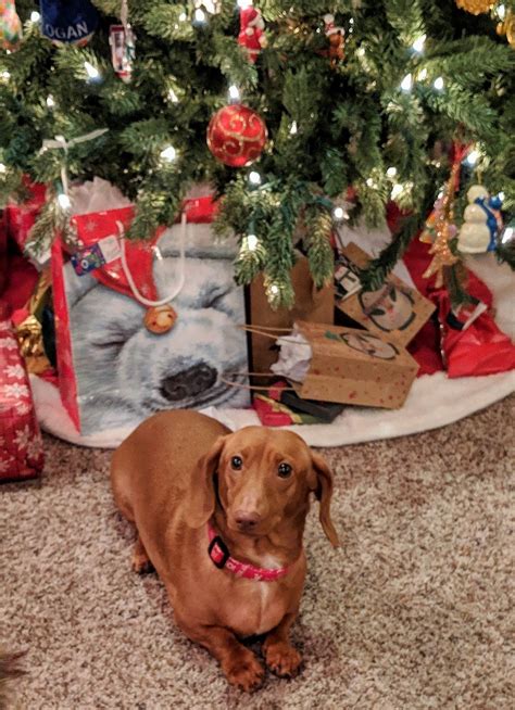 Can I Pet That Dog Tiktok Dachshund - Pet Spare
