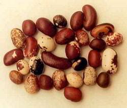 common bean meaning  urdu  urdu dictionary
