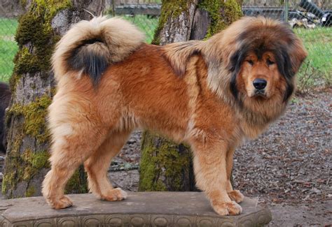 Are Tibetan Mastiffs Aggressive