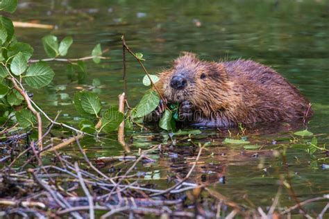 Beaver eating fish stock photo. Image of hands, wild, roots - 9040720