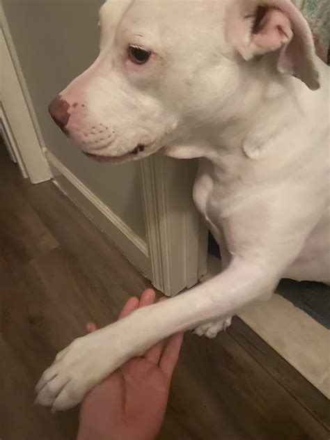 12 Pit Bull Myths : r/PitbullAwareness