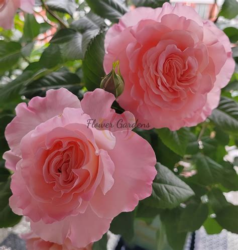 Augusta Luise Rose TANgust Rose FoxTrot Rose Plant