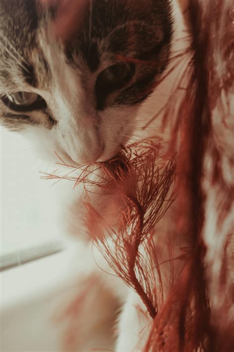 Smelly Cat