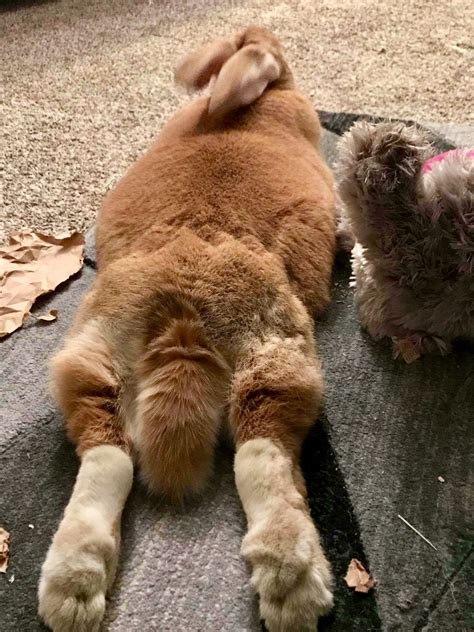 Pin on Flemish Giant Bunnies