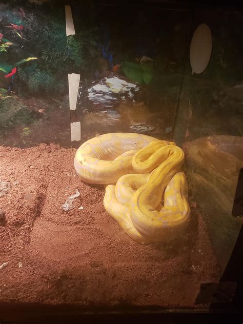 retic rsnakes