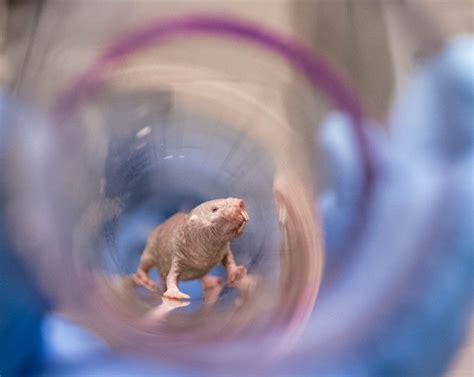 Dunia Hewan: Misteri Kesuburan Tikus Mondok Telanjang yang Luar Biasa ...