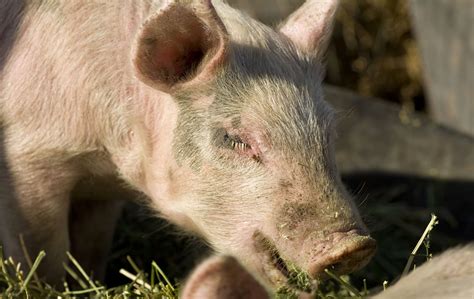 Animal-Rights Laws Are Coming Back To Bite California and Massachusetts