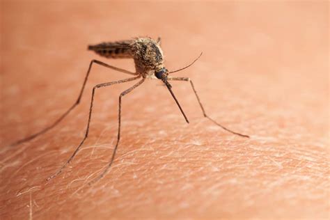 mosquitoes breed mosquito breading season