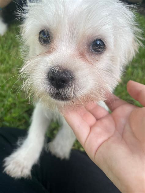 brevard county animal shelter 10