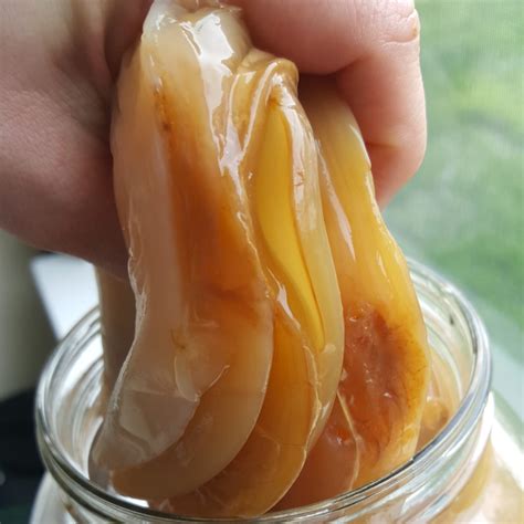Healthy SCOBY: What Does a Healthy Kombucha SCOBY Look Like? - Bucha ...