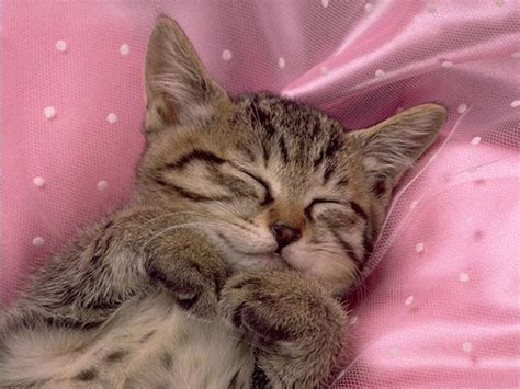 Cute Baby Kittens Sleeping / 18 Sleeping Pets That Are So Adorable That ...