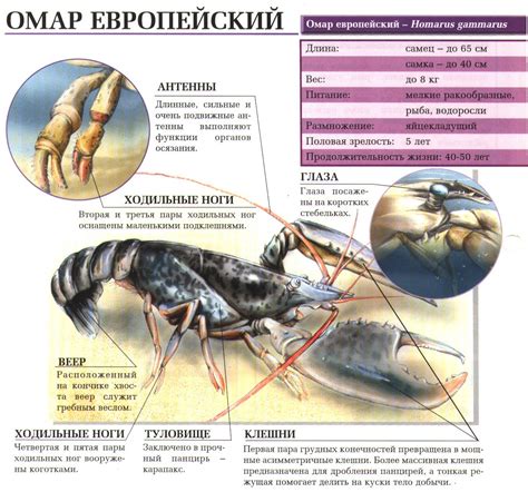 Омар европейский. Сайт о животных. PiLife