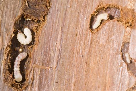 Nathaniel Barker Rumor: Wood Burrowing Worms