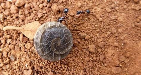 Fact of The Day – Snail Venom Could Be Used To Treat Pain