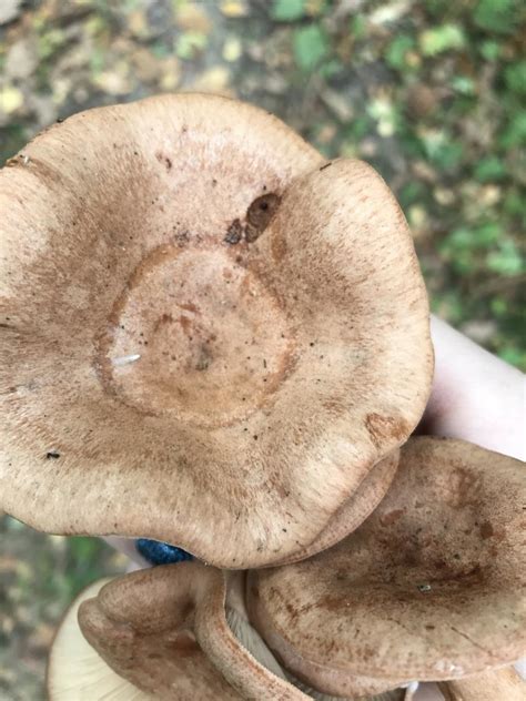 Млечник дубовый (Lactarius quietus) фото и описание