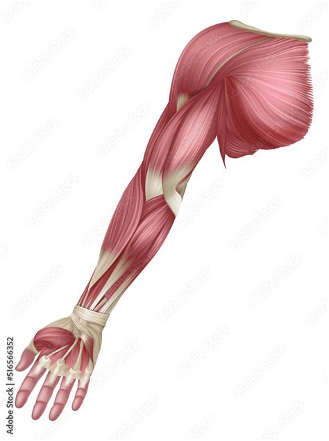 Arm Muscles Human Muscle Medical Anatomy Diagram Stock Vector | Adobe Stock