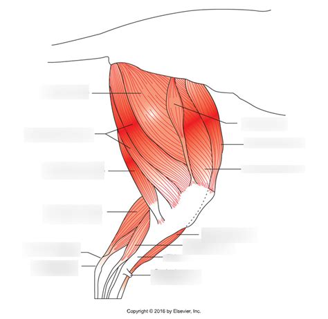 Muscles and Superficial Structures: Medial Hindlimb Deep Muscles ...