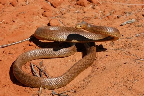 Meet the Western Desert Taipan | Western Australian Museum