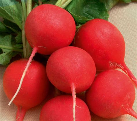 Редис Геркулес (Gerkules) - Planto Seeds купить с доставкой по почте