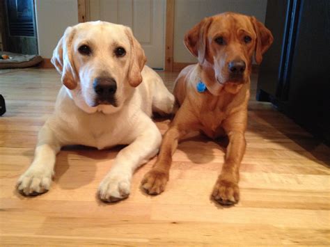 golden retriever cross labrador 9