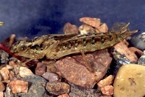 Семейство Коромысла Aeschnidae