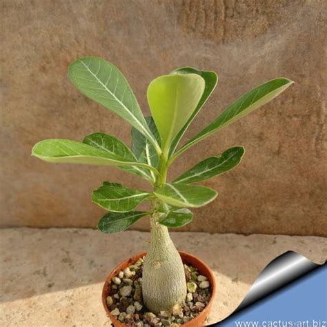 Adenium obesum