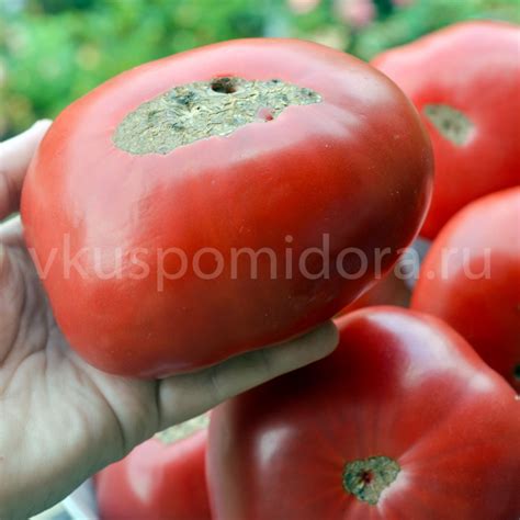 Купить семена томата сорт Баба Нина
