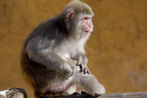 Japanese macaque. stock photo. Image of tail, wool, mammal - 113620736
