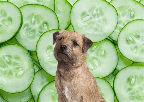 Can Dogs Eat Cucumbers? - Crank Hound