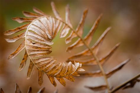 Más de 3 000 imágenes gratis de Helechos y Naturaleza - Pixabay