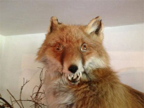 Bad Taxidermy Fox