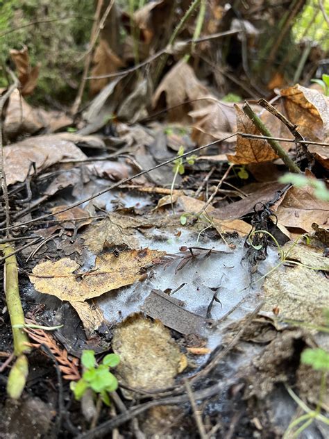 A little mycelium porn from my hike today : mycology
