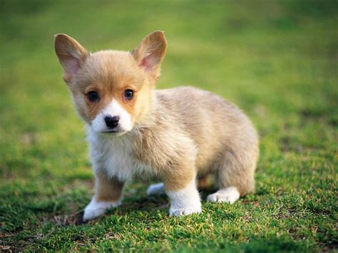 Animals Pictures and Wallpapers – The WoW Style