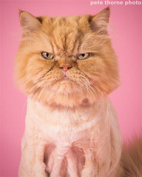 Photos of fat cats prove all body shapes are beautiful - ABC7 Chicago
