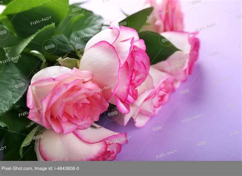 Шикарные розы фото - 63 картинки