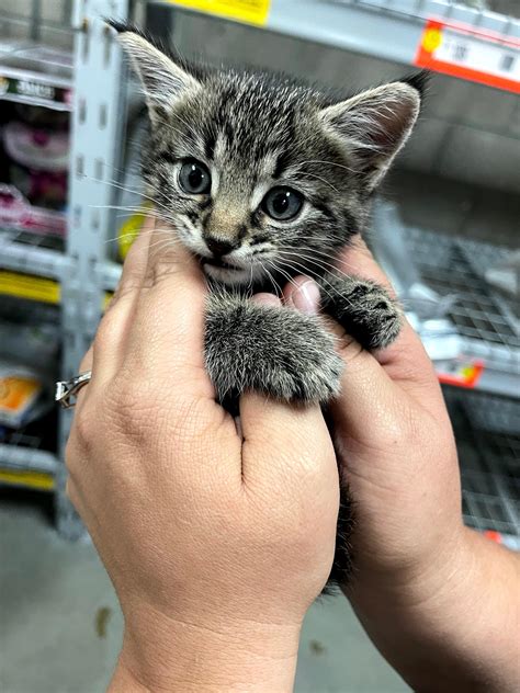 Maya The Cat : r/cats