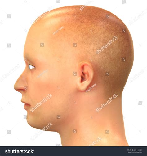 human face anatomy  stock illustration  shutterstock