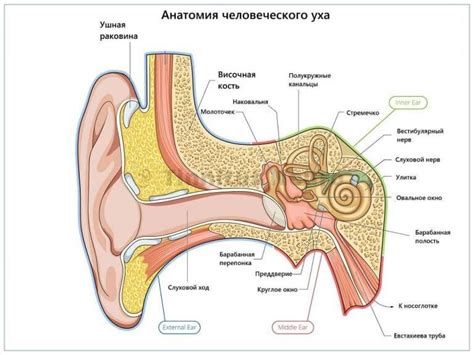 Why does the pulse in my ears beat?