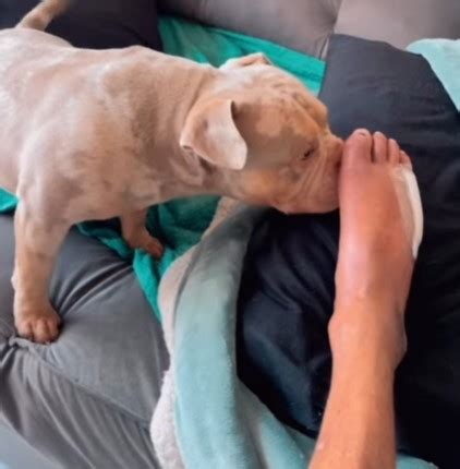Cachorro Que Comeu O Dedo Do Dono