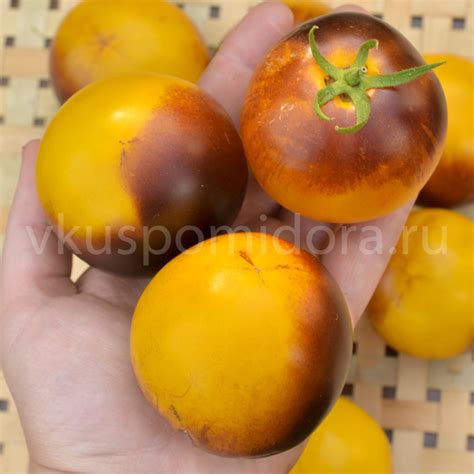 Купить семена томата сорт Гном Гондвана Луна (Dwarf Gondwana Moon)