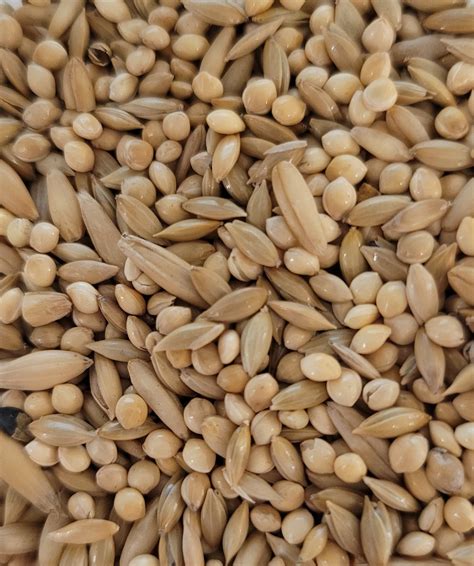 oliger seed company 1